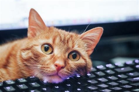 Is Graphic Design a Dying Career? And Why Do Cats Love Sitting on Keyboards?