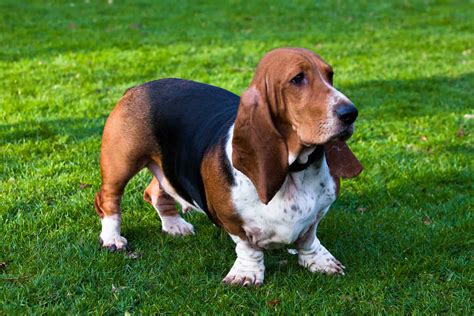 What is Basset Training? Exploring the Depths of Canine Education and Beyond